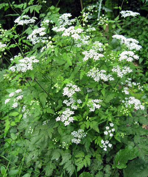 Pimpinella1