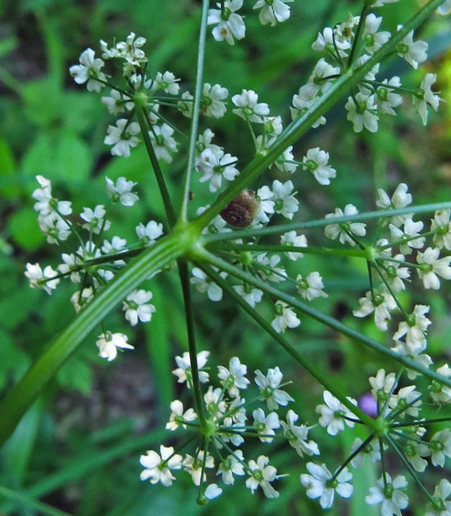 Pimpinella3a