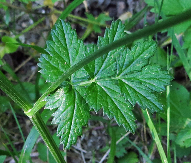 Pimpinella3c