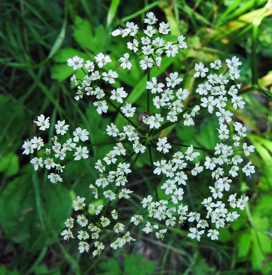 Pimpinella3d