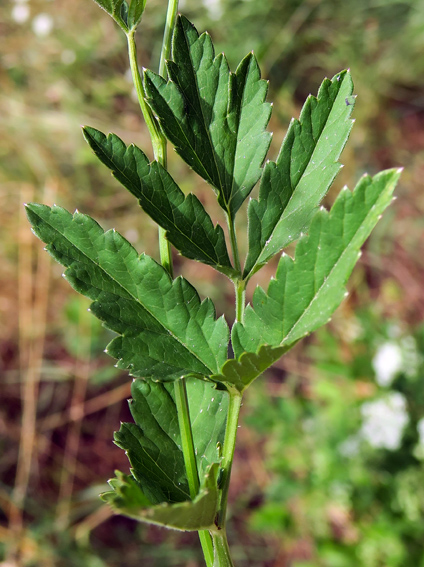 Pimpinella3