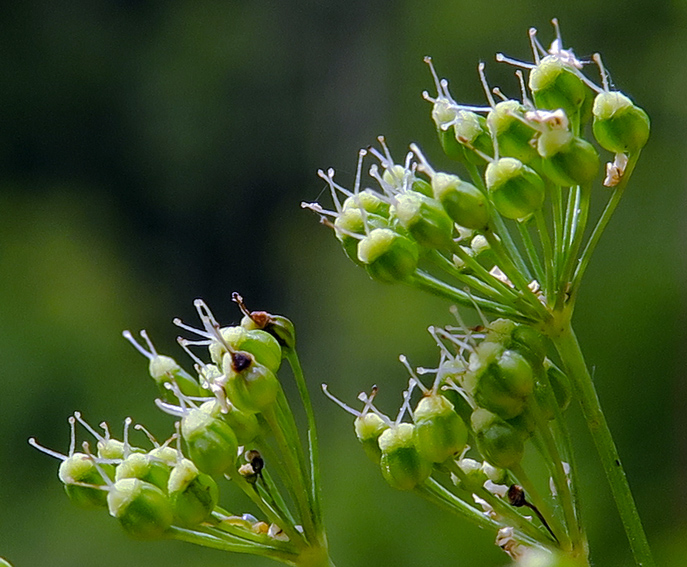 Pimpinella 3e