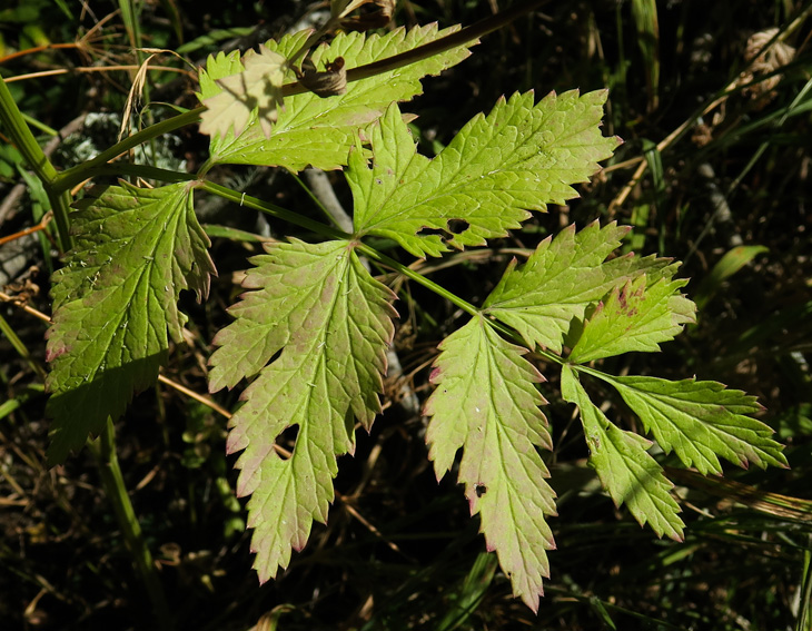 Pimpinella2