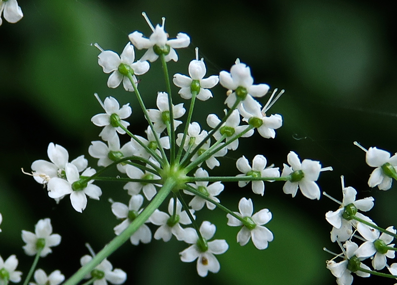 Pimpinella3b1