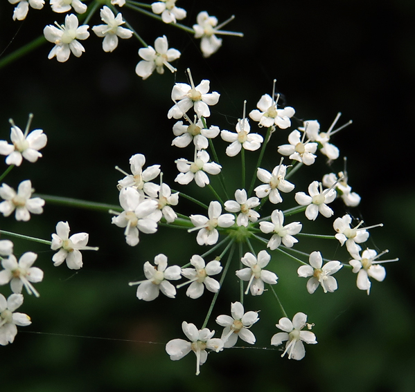 Pimpinella3b