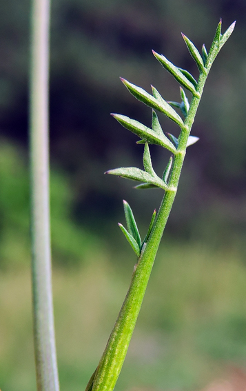 Pimpinella4a