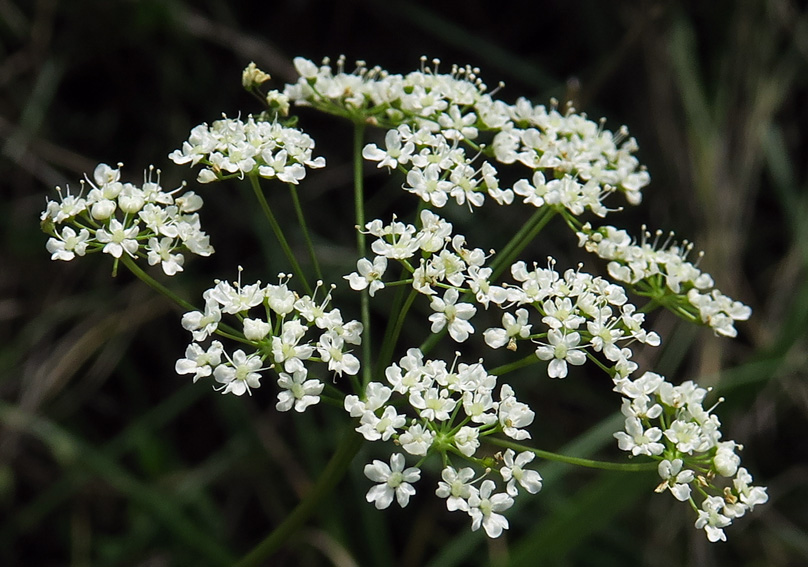 Pimpinella6