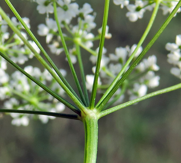 Pimpinella7