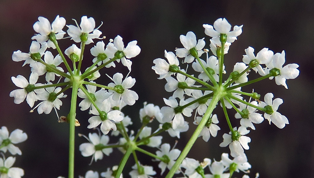 Pimpinella8