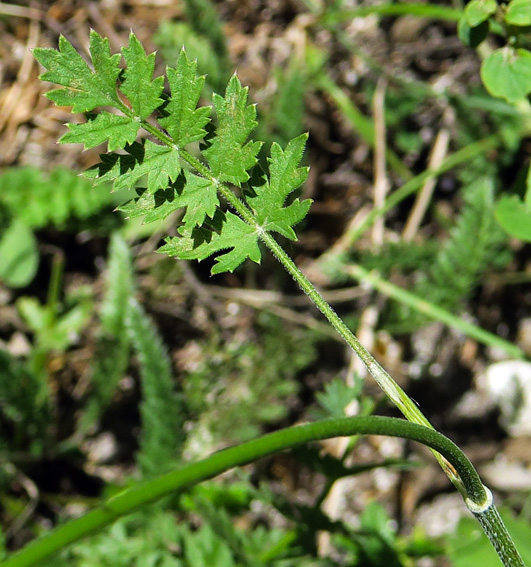 Pimpinella5