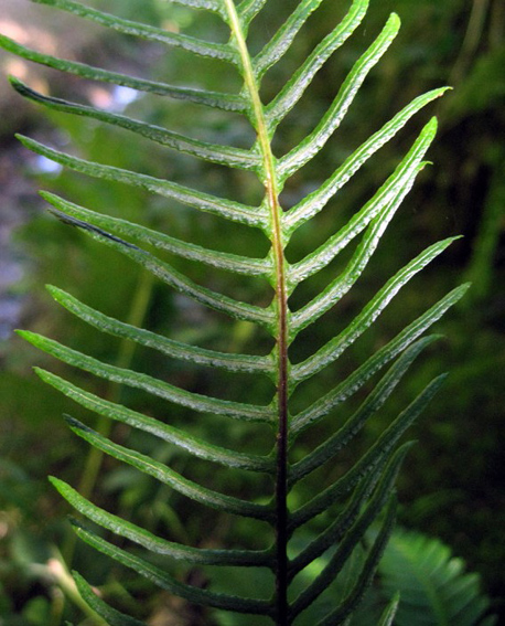 Blechnum13