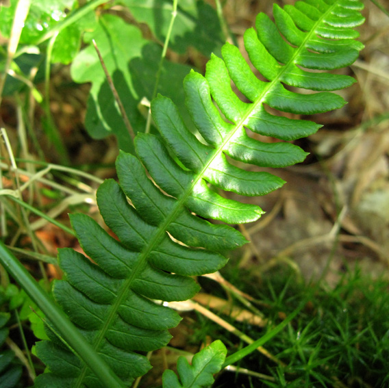 Polypodium4