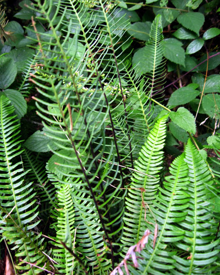 Polypodium3