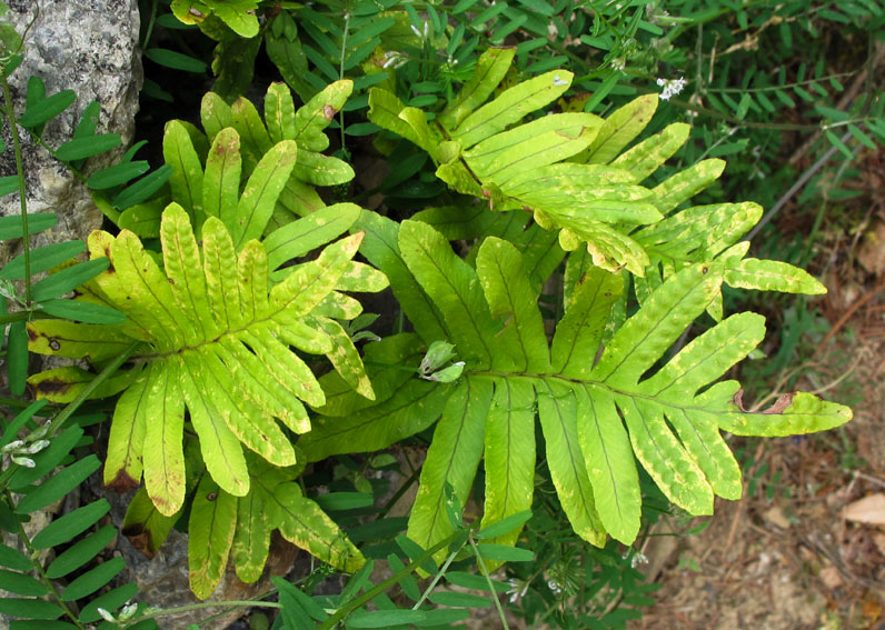 Polypodium31