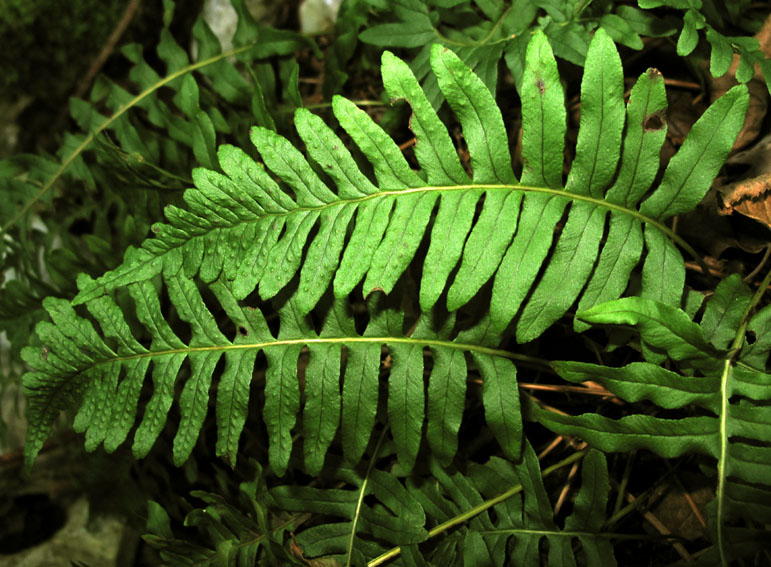 Polypodium22