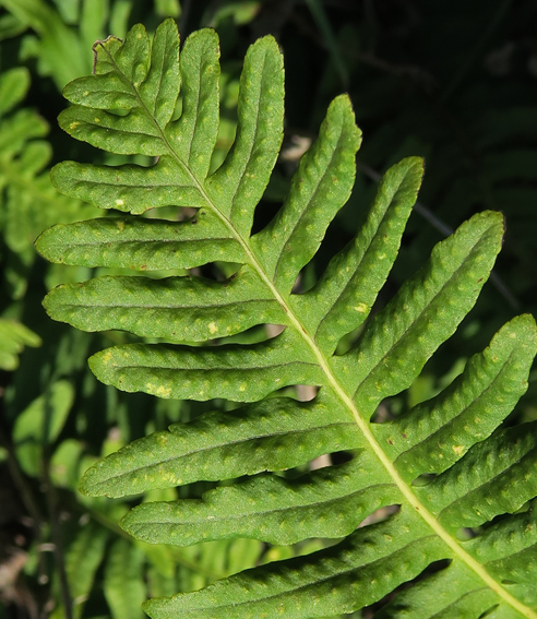 Polypodium22a