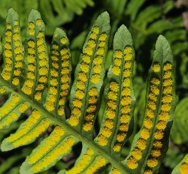 Polypodium22c