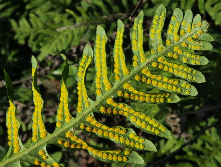 Polypodium22b