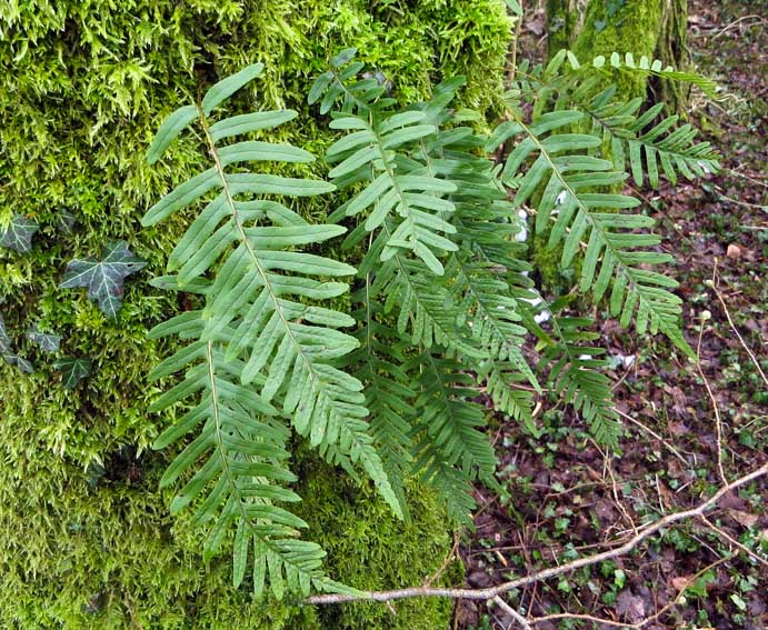 Polypodium24