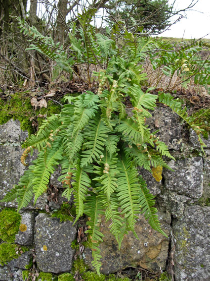 Polypodium21