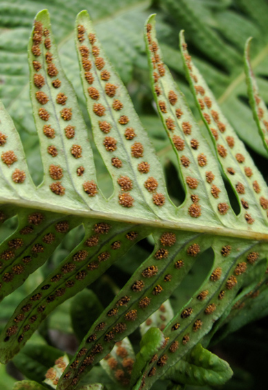 Polypodium23