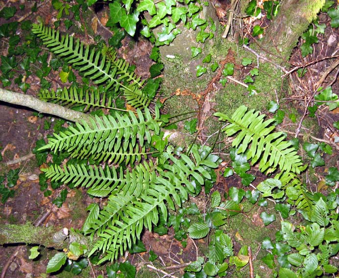 Polypodium11