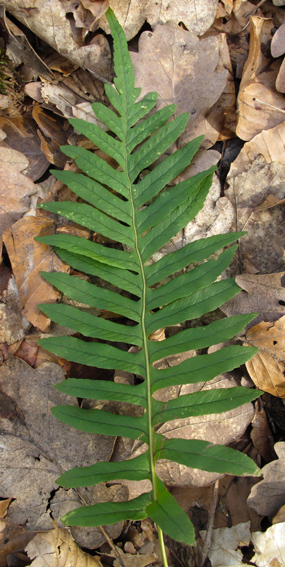 Polypodium12