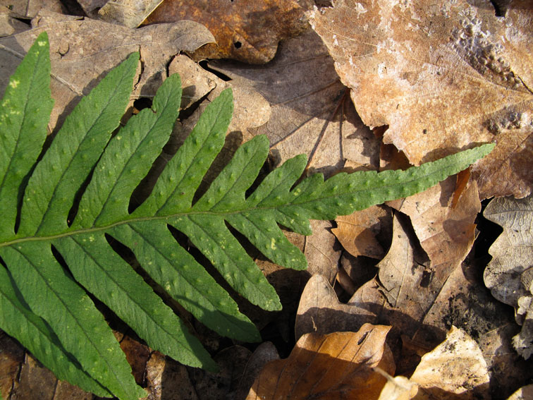 Polypodium13