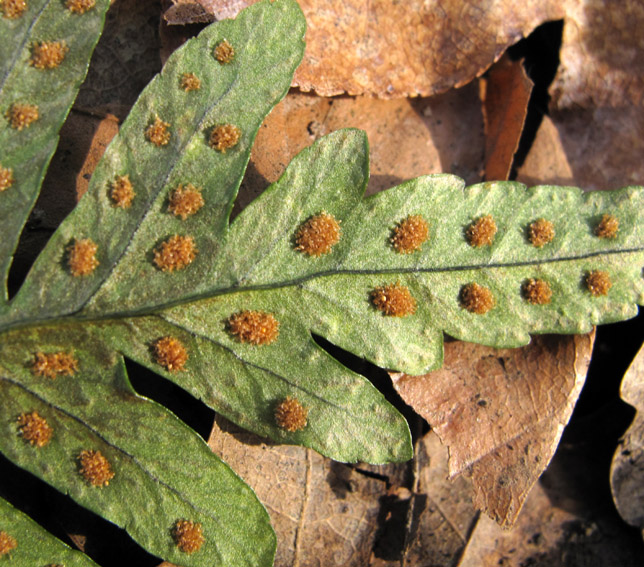 Polypodium14