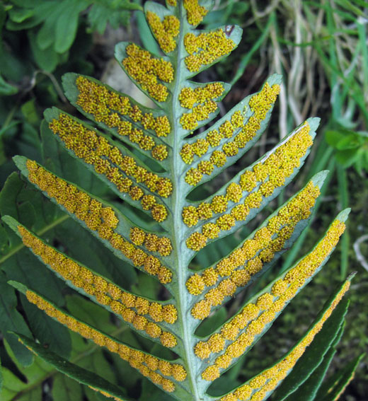 Polypodium15