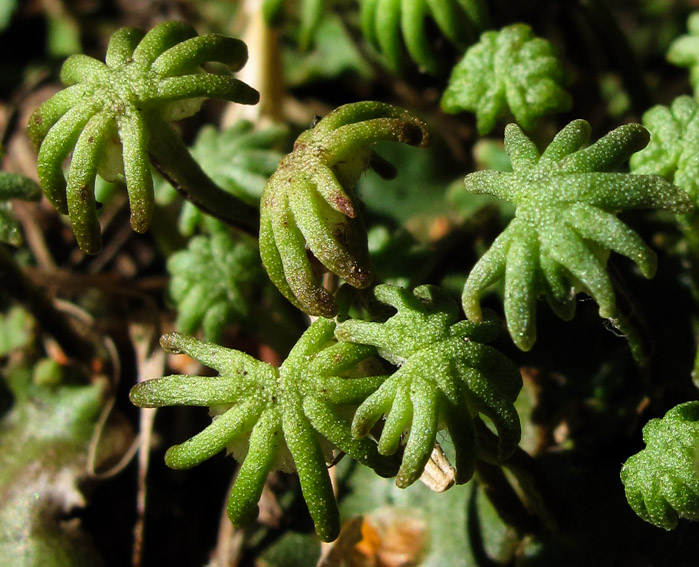 Marchantia6