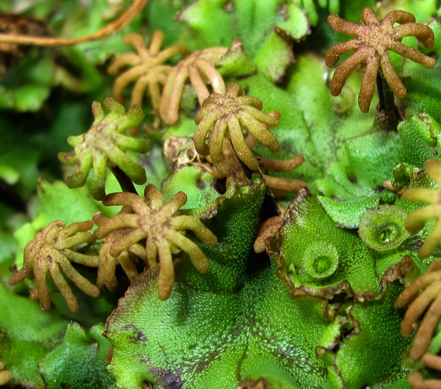 Marchantia2