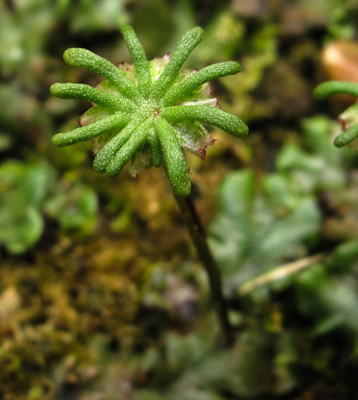 Marchantia5