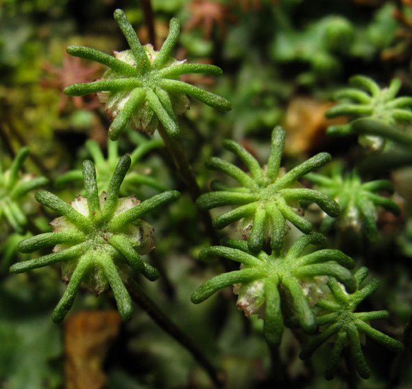 Marchantia4