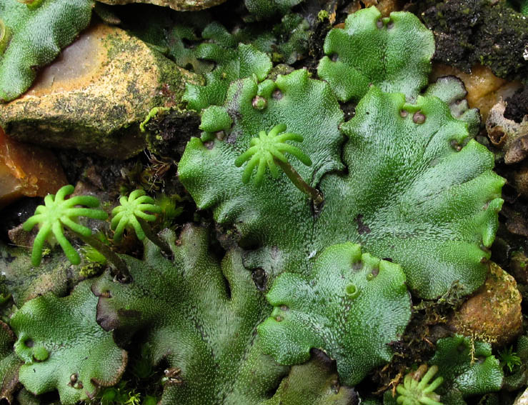 Marchantia1