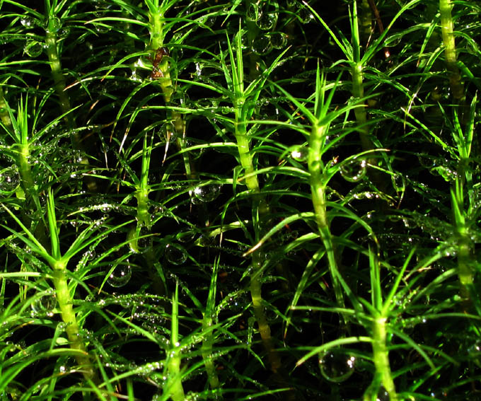 Polytrichum3