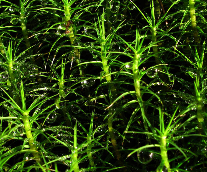 Polytrichum3