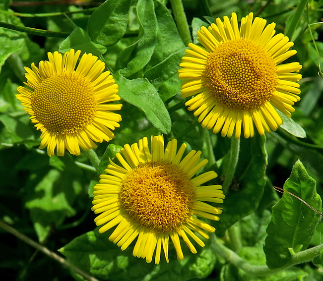 Pulicaria3
