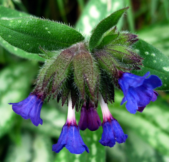 Pulmonaria11a