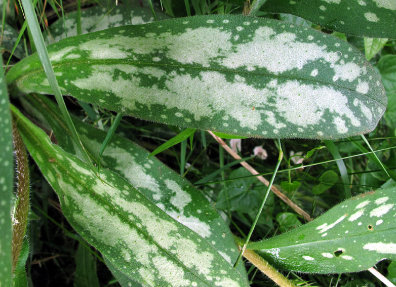 Pulmonaria11