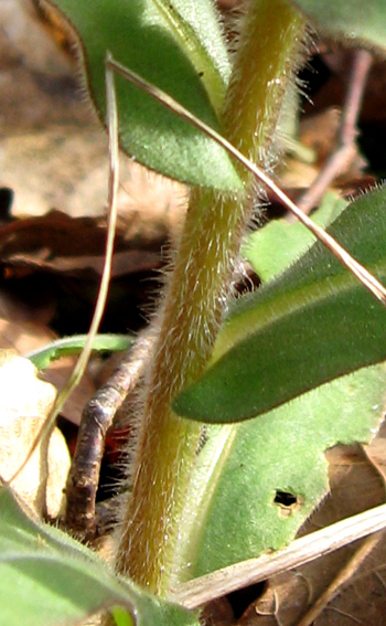 Pulmonaria3