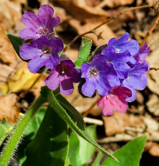 Pulmonaria3a