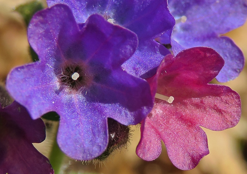 Pulmonaria4a0