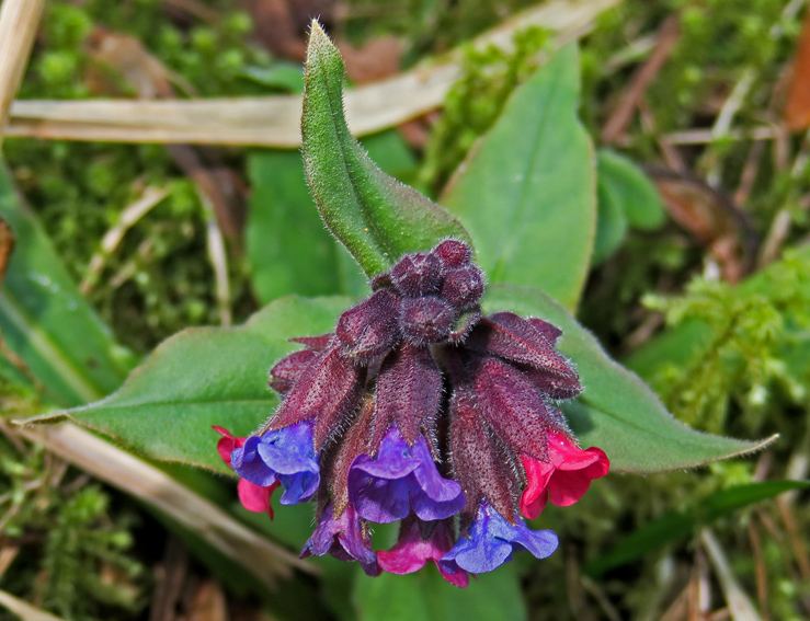 Pulmonaria3c