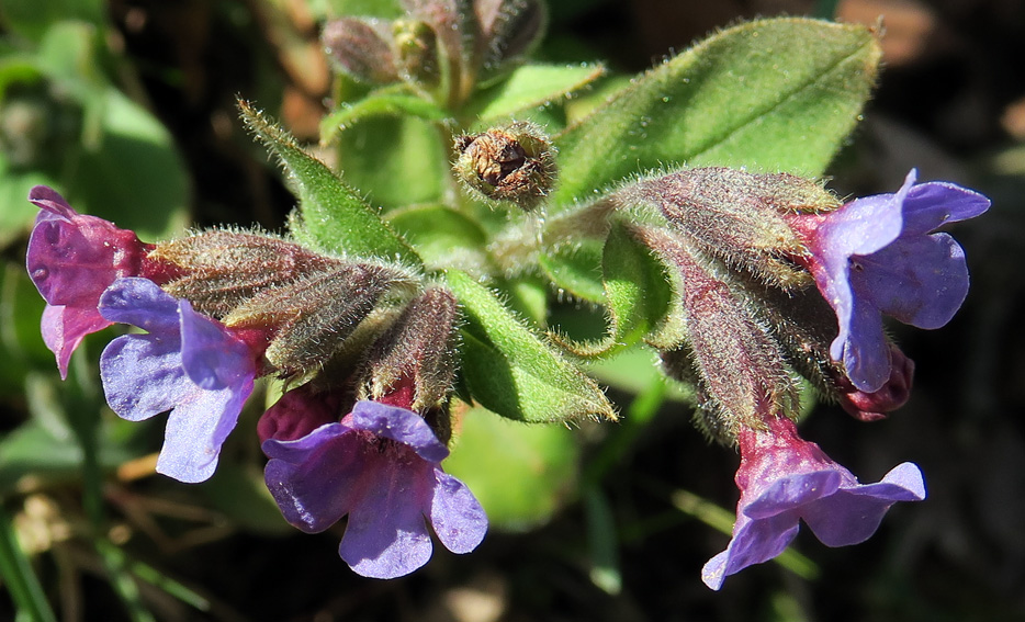 Pulmonaria3b1