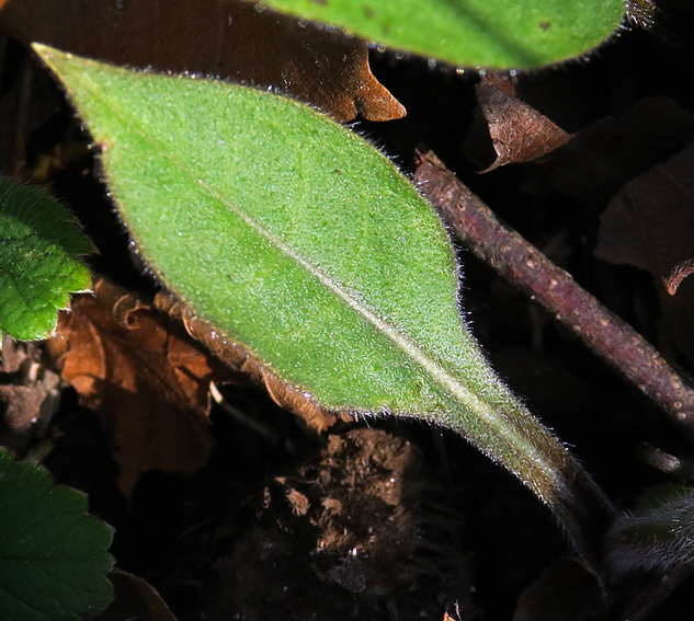 Pulmonaria3b