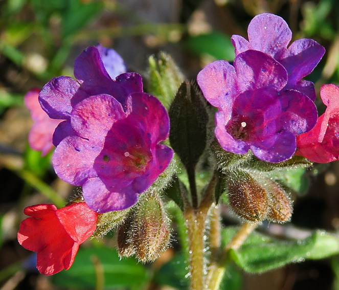Pulmonaria2