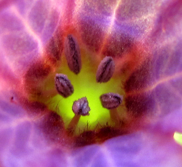 Pulmonaria9