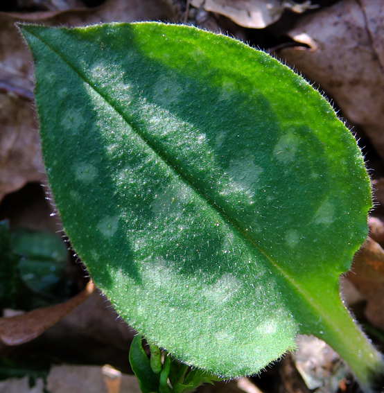 Pulmonaria9a