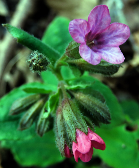 Pulmonaria6d